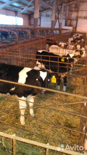 Телята бычки