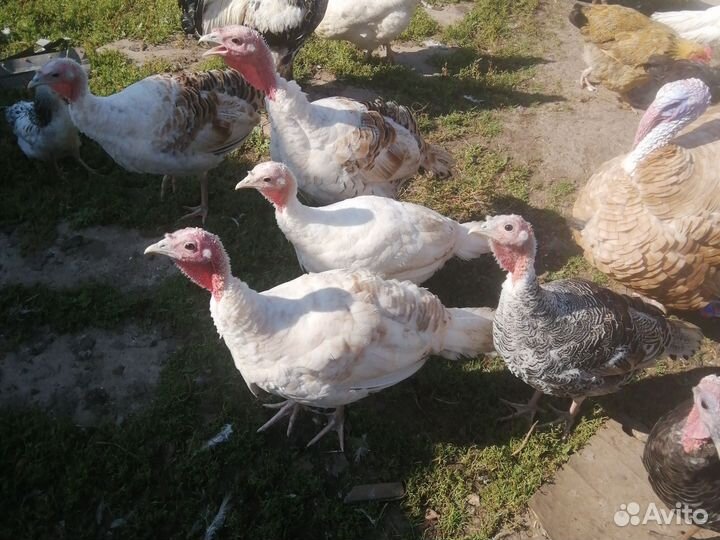 Индюки домашние