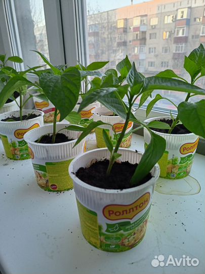 Перец болгарский рассада