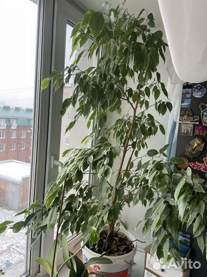 Фикус бенджамина большой