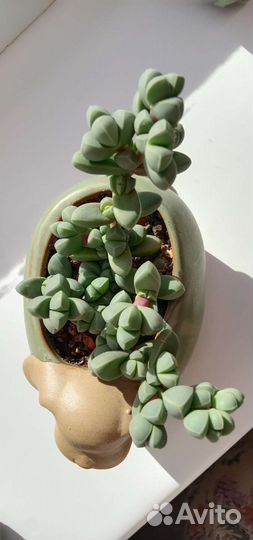 Суккуленты в ассортименте