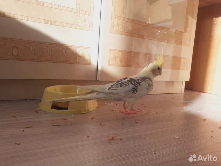 Попугай корелла ручной