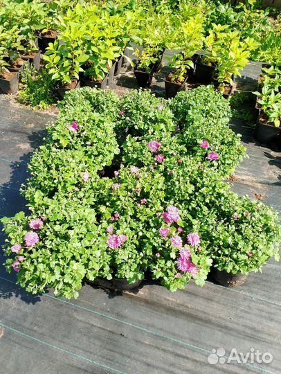 Хризантема Бранбич Лилак