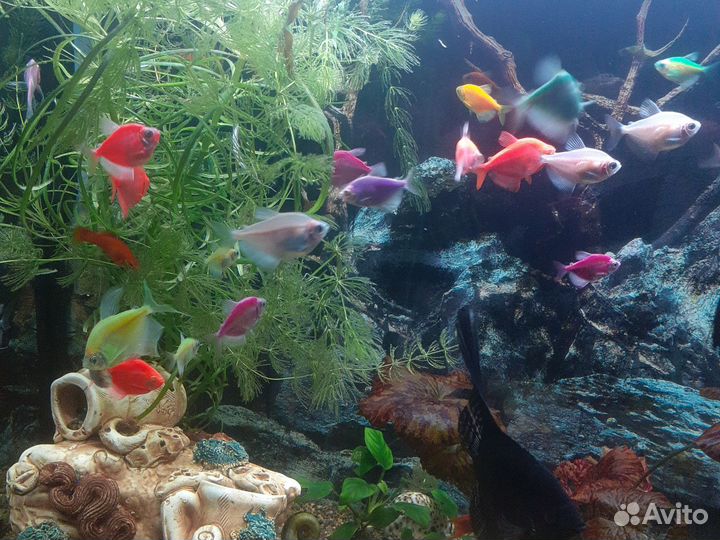 Аквариумные рыбки