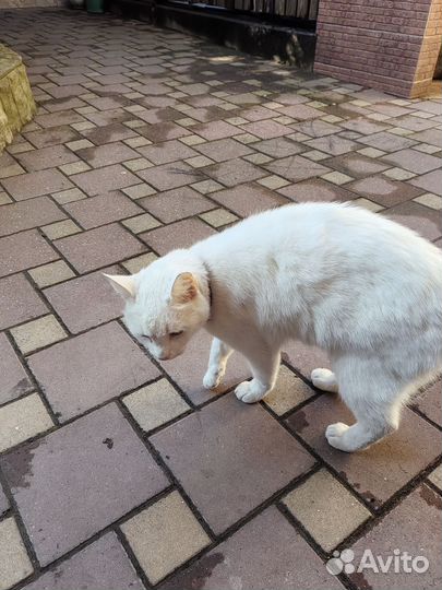 Кот в дар бесплатно