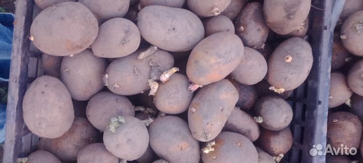 Картофель едовой