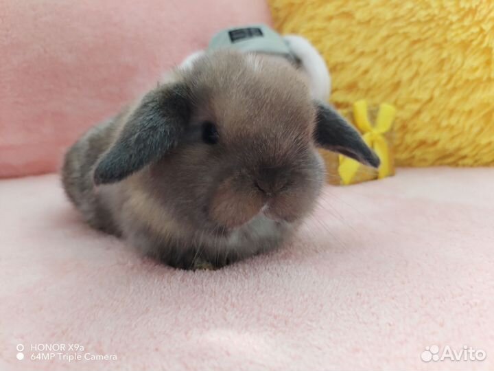 Малышы минилопы