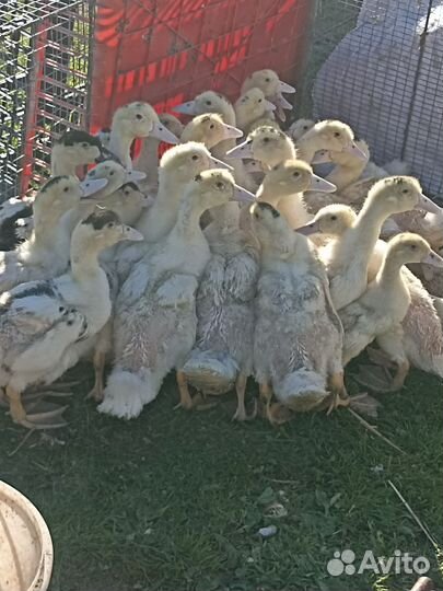 Мулаты, 1 месяц