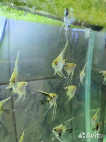 Подростки Скалярии