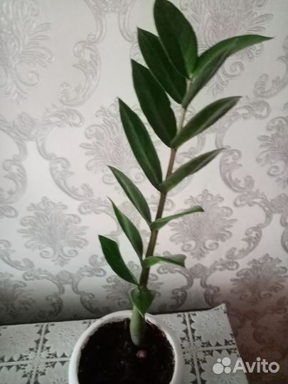 Замиокулькас