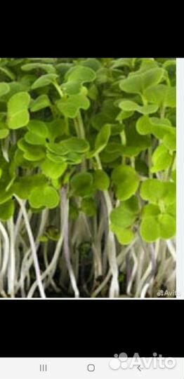 Микрозноень льна