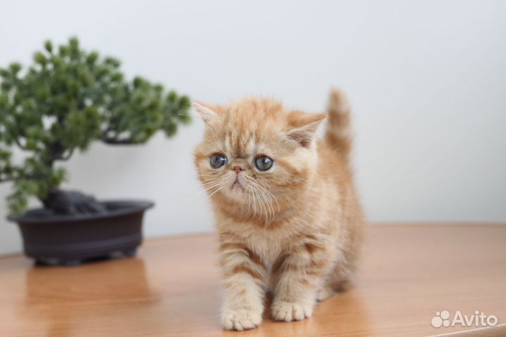 Кошечка экзот