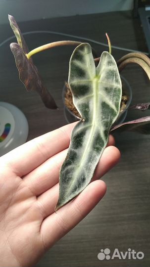 Алоказия дроф и ниндзя