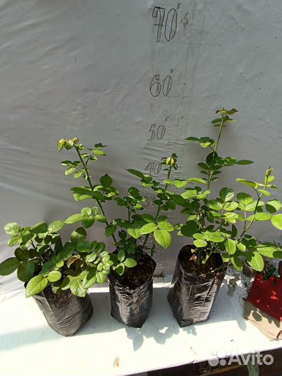 Саженцы роза спрей с зкс