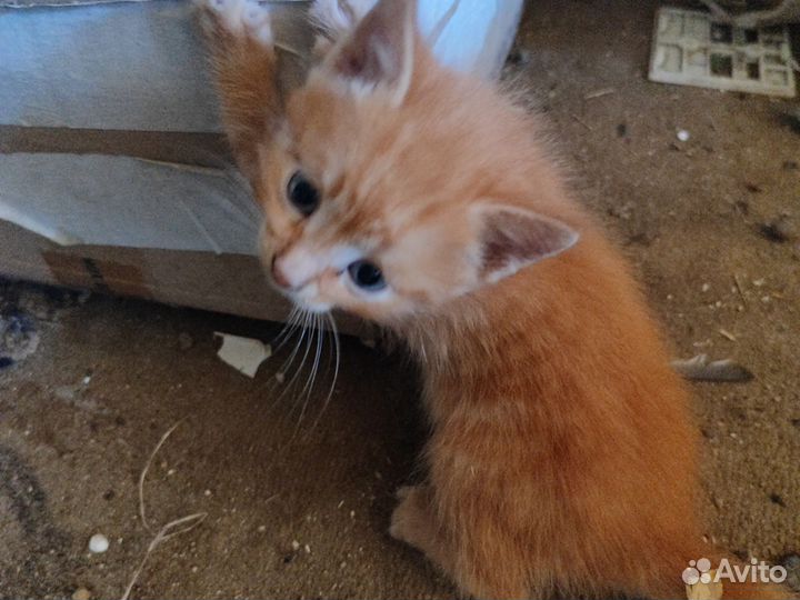 Домашние животные котята