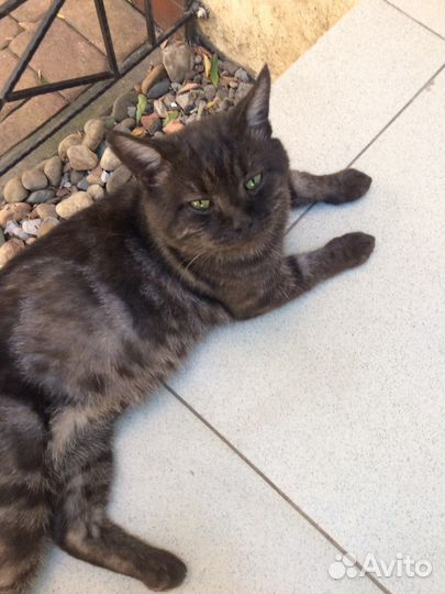 Ищет дом уличный котик с характером