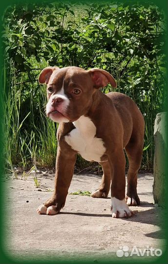 Счастливые булли