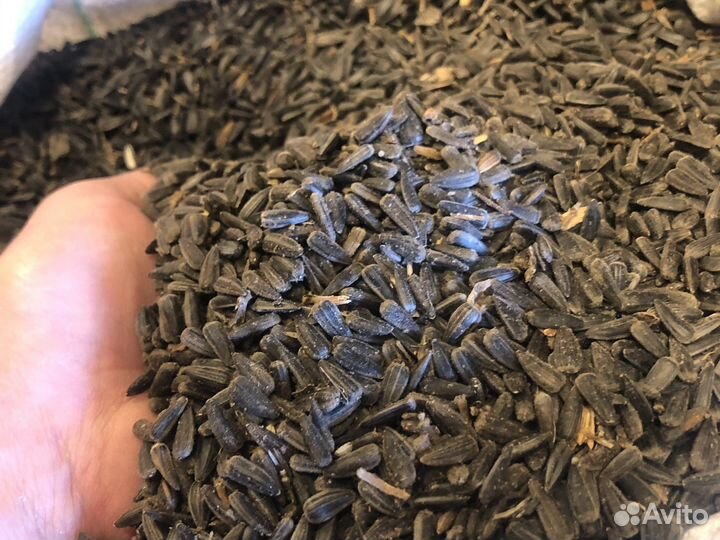 Семечка подсолнечника