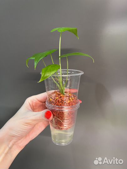 Алоказия гагеана