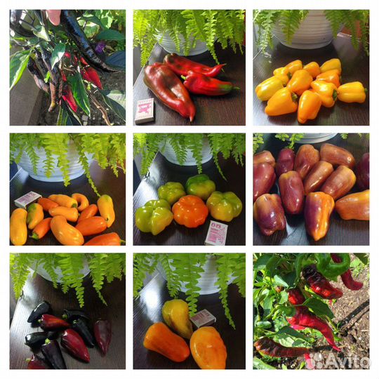 Семена томатов и перцев