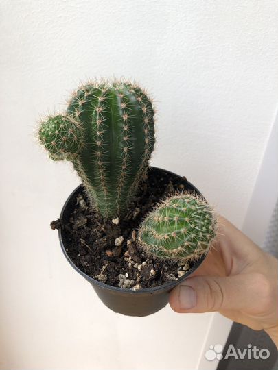 Комнатные растения обмен