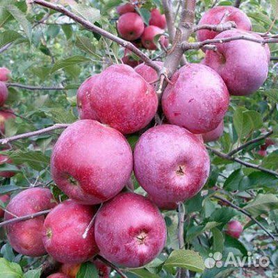 Саженцы яблони Флорина