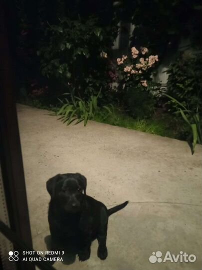 Двортерьерчики