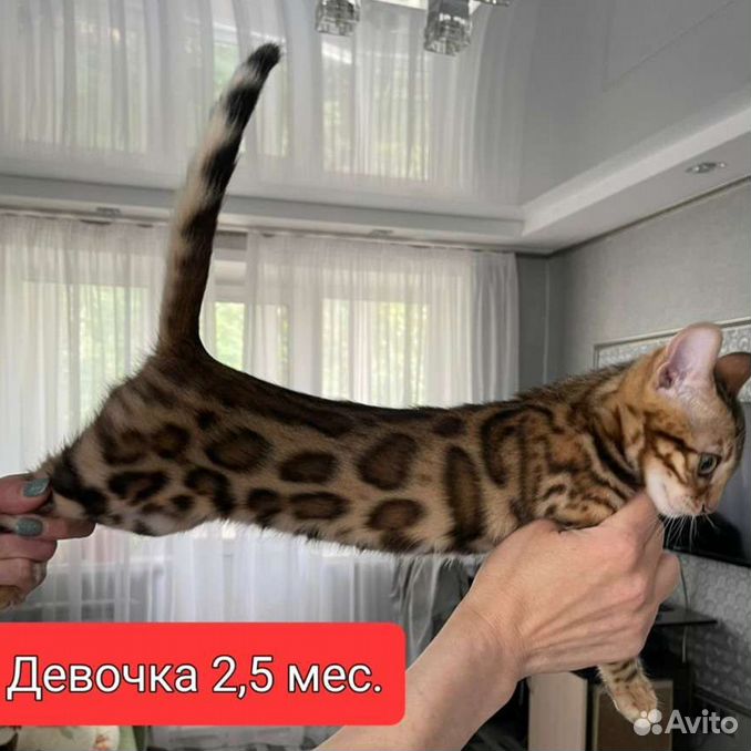 Продажа бенгальских котят