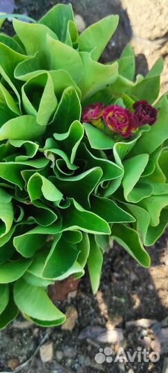 Примула ушковая, хосты