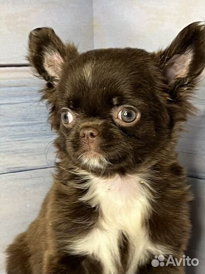 Чихуахуа длинношерстная девочка