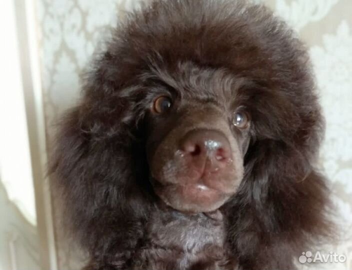 Пудель миниатюрный карликовый