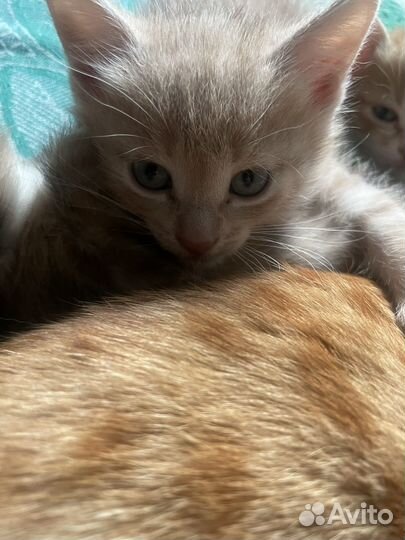 Котята в добрые руки даром