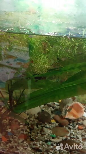 Мальки Гуппи