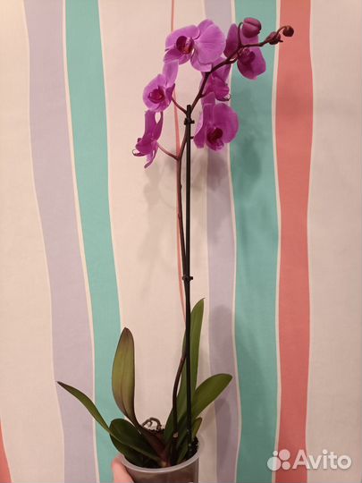 Орхидея цветущая в наличии