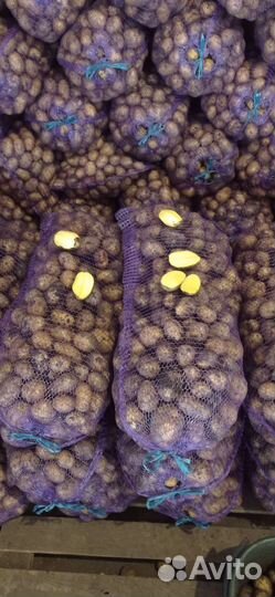 Картофель оптом