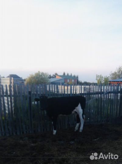 Корова стельная дойная