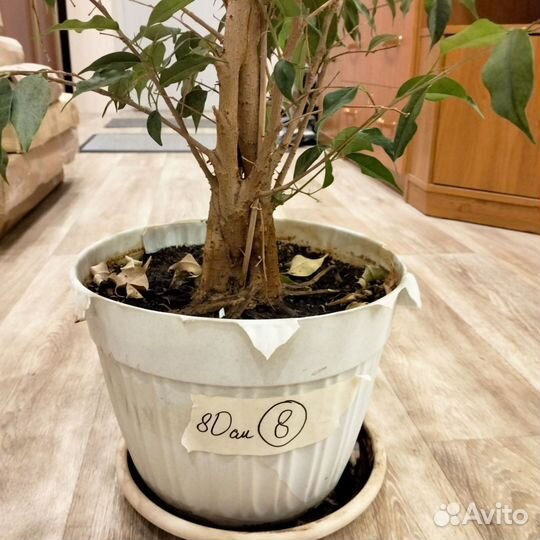 Фикус бенджамина 80см