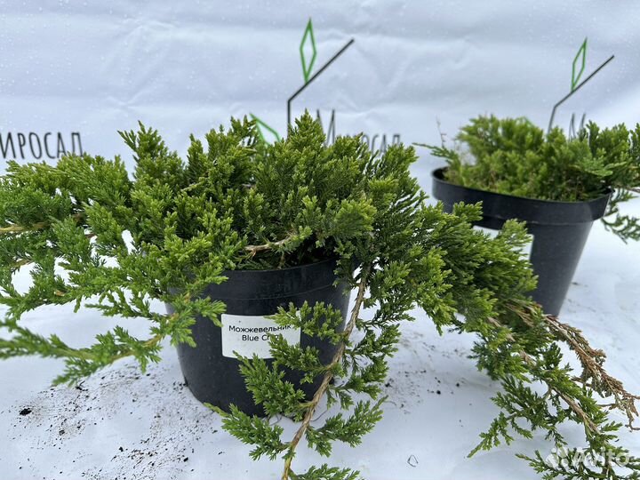Можжевельник Блю чип