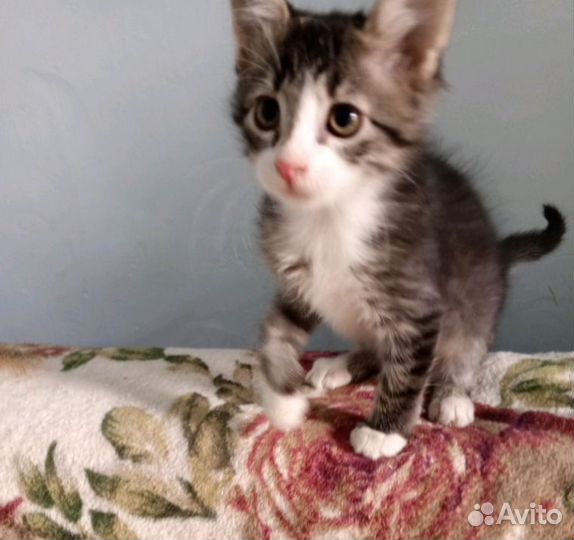 Котята-девочки от кошки-мышеловки