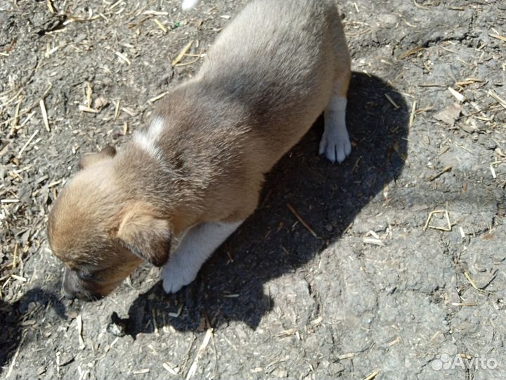 Отдам в добрые руки