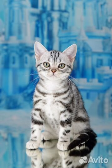 Американская короткошерстная кошка