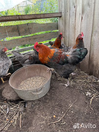 Петушки из цветного яичка