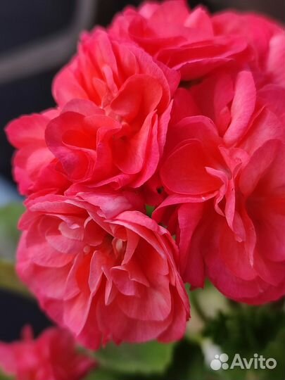 Пеларгонии сортовые