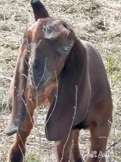 Козлик гулаби/нуб