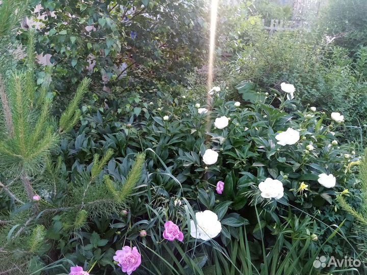 Пионы разные