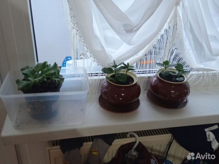 Шторы, жалюзи, комнатные цветы