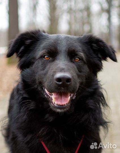 Добрый пёс ищет дом