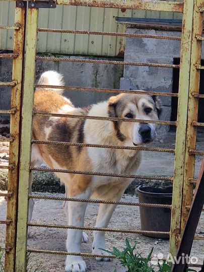 Среднеазиатская овчарка алабай