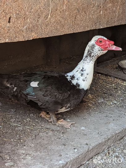 Индоутка мускусная утка