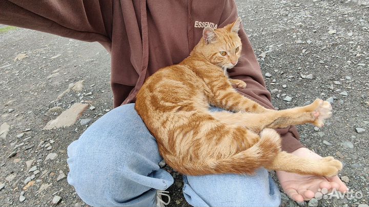 Кот Федя